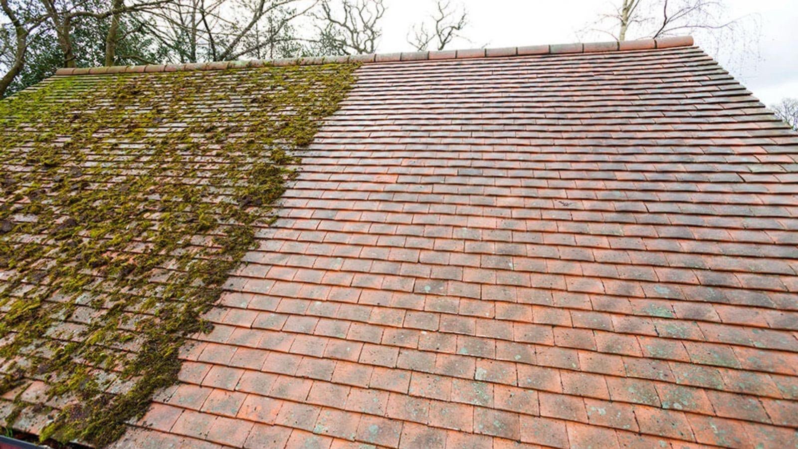 Clean versus moss-covered roof tiles